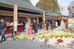 笠間稲荷神社 菊まつりの菊や傘おみくじが飾られた境内各所と七五三ご家族往来の様子（その1）