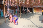 笠間稲荷神社 菊まつりの菊や傘おみくじが飾られた境内各所と七五三ご家族往来の様子（その2）