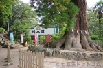 筑波山神社 大杉の御神木の様子