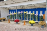 住吉大社 七五三の撮影スポットを提供の菊まつりの様子