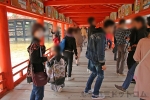 厳島神社 回廊を闊歩する七五三のお子さんとそのご家族の様子