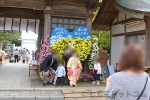 大洗磯前神社 随神門内の菊の花撮影スポットで記念撮影する七五三ご家族の様子