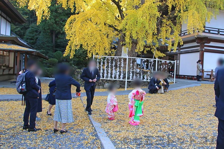 吉備津神社 いちょう御神木前で遊んだり写真を撮ったりと幸せな七五三ご家族の様子（その1）
