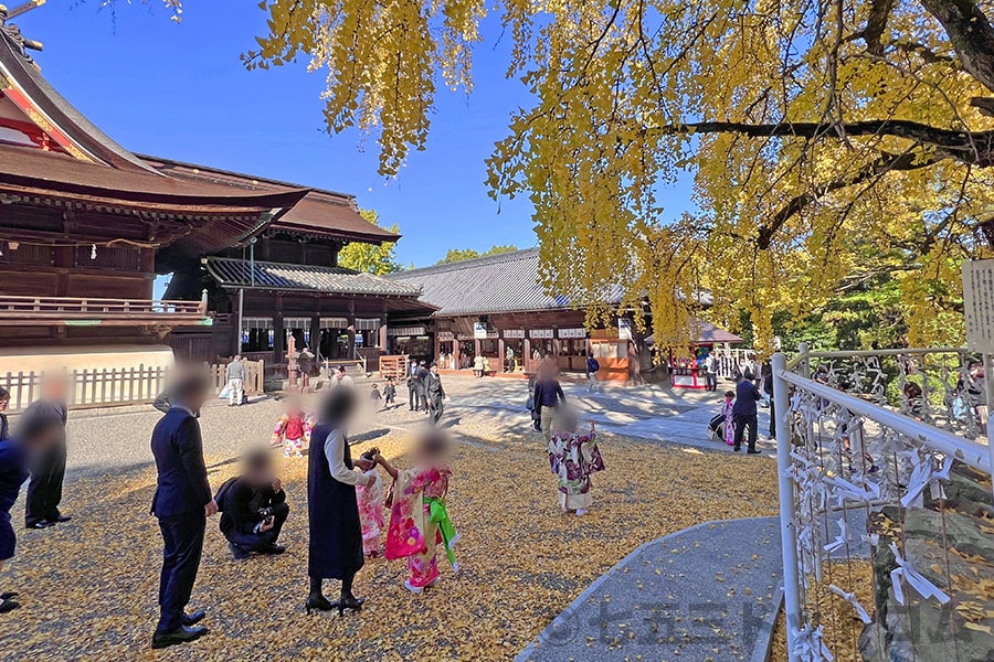 吉備津神社 いちょう御神木前で遊んだり写真を撮ったりと幸せな七五三ご家族の様子（その2）